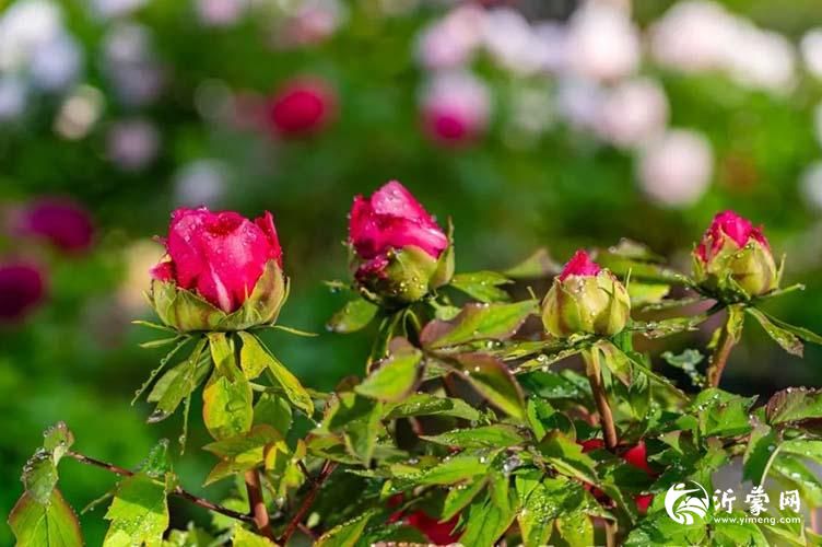 640 (6)p.jpg