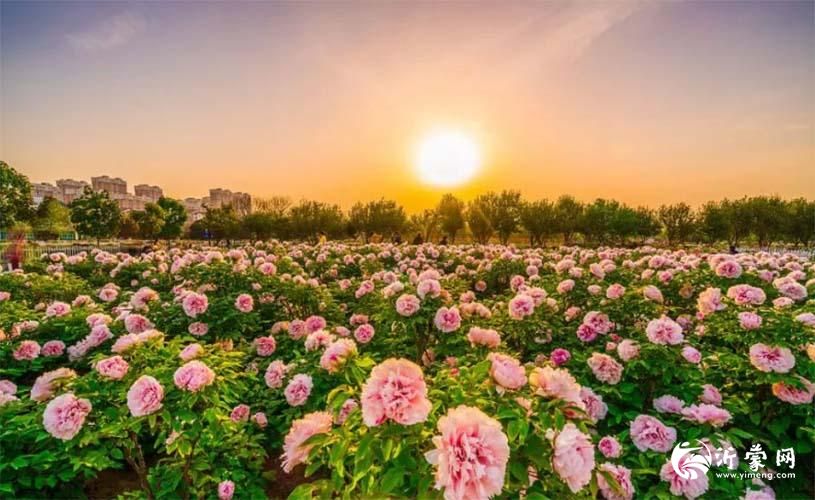 【佳作欣赏】菏泽牡丹赋
