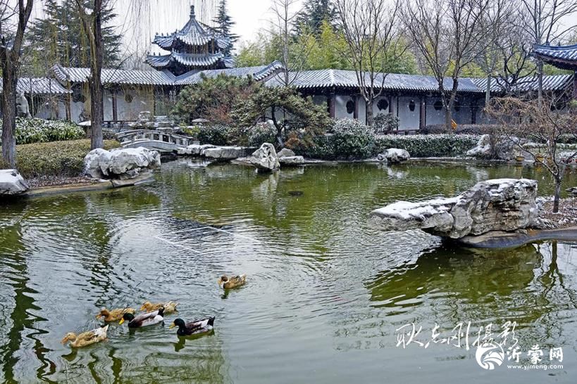 探秘临沂聆音园：城市中的江南雅韵