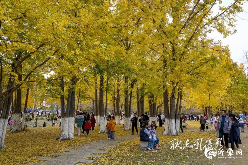 临沂生生园：穿越战火与岁月的银杏传奇