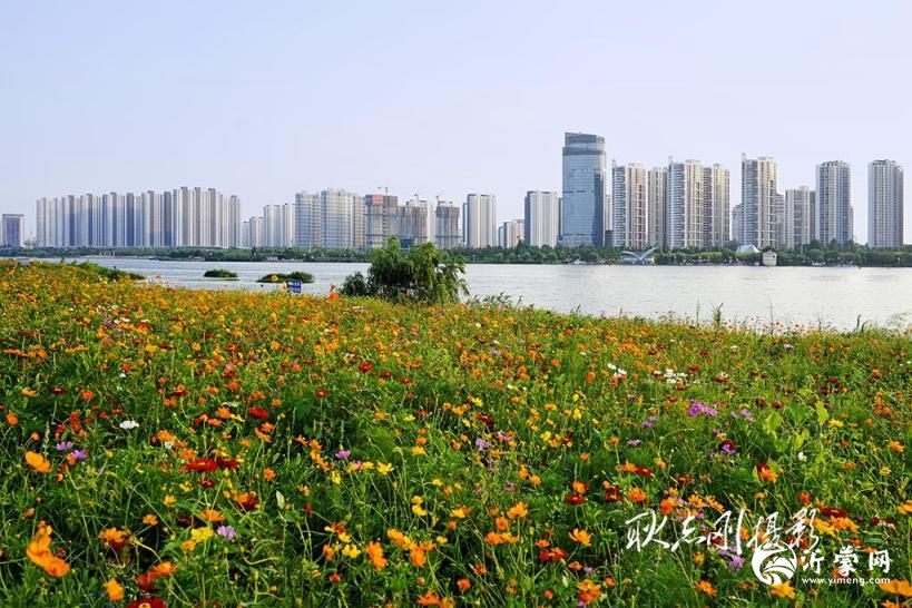 邂逅临沂三河口花海,赴一场浪漫花事