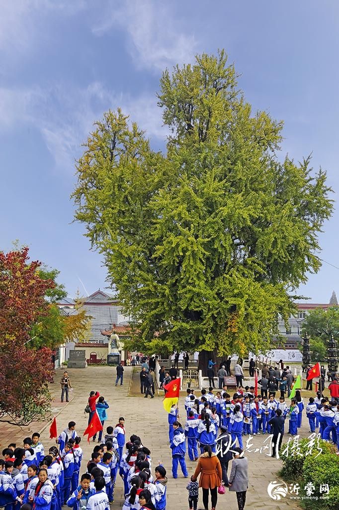 探秘郯城老神树:穿越三千年的生命传奇