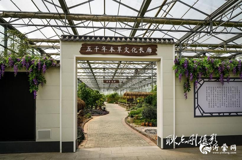 从荒芜到本草秘境：临沂南亩春耕中草药科技园诞生记