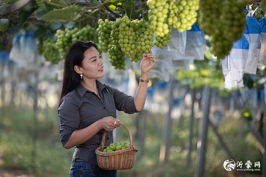 临沂罗庄：葡萄采摘正当时 田园魅力引客来