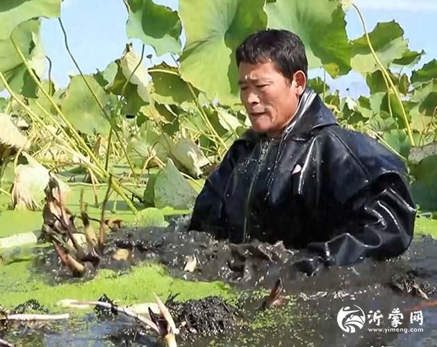 临沂市河东区八湖镇发挥水资源优势 发展莲藕种植产业