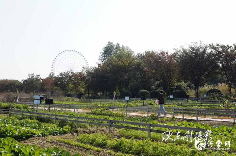 奥正市民菜园随拍