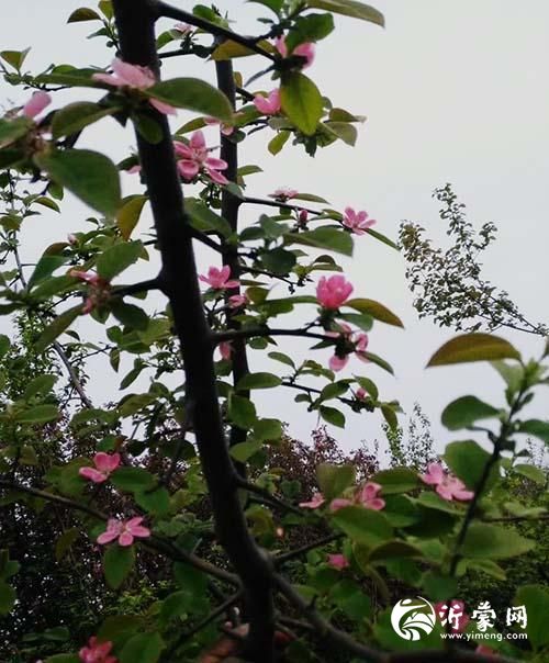 百年木梨香如故