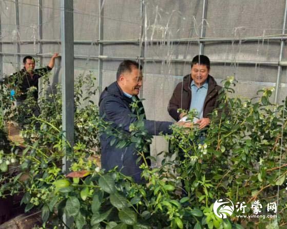 临沂市筑牢农业“防寒墙”确保农业生产安全过冬