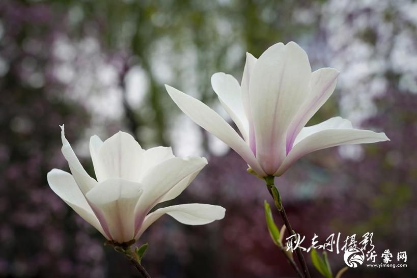春天里盛开的玉兰花