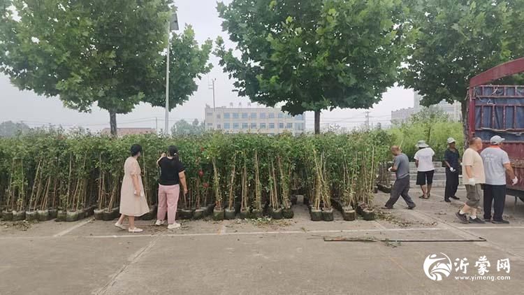 莒南县壮岗镇为“最美胡同”及胡同长发放爬藤月季 以花为媒扮靓乡村底色