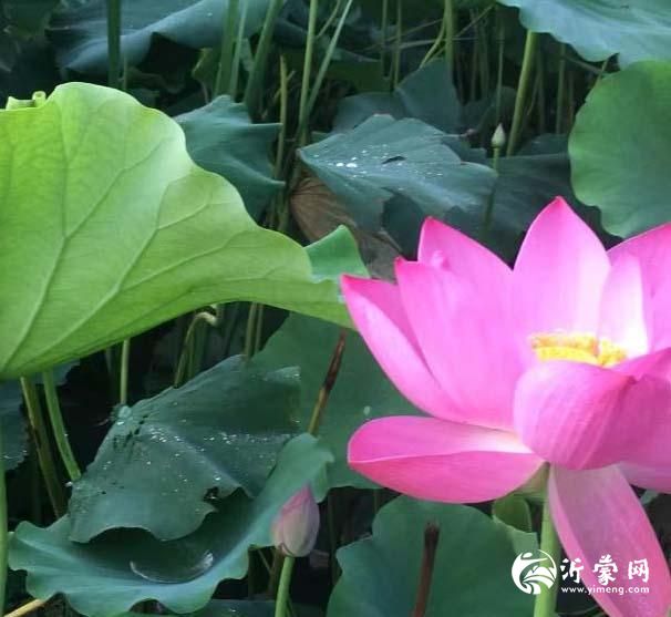 同题诗——《荷花》